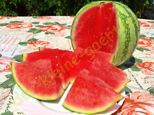 WASSERMELONE SUGAR BABY FRÜHE